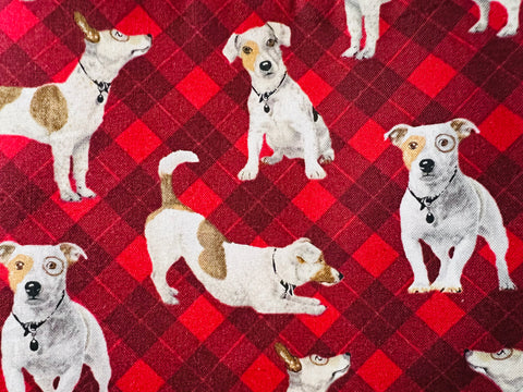 Jack Russel Terrier Dogs